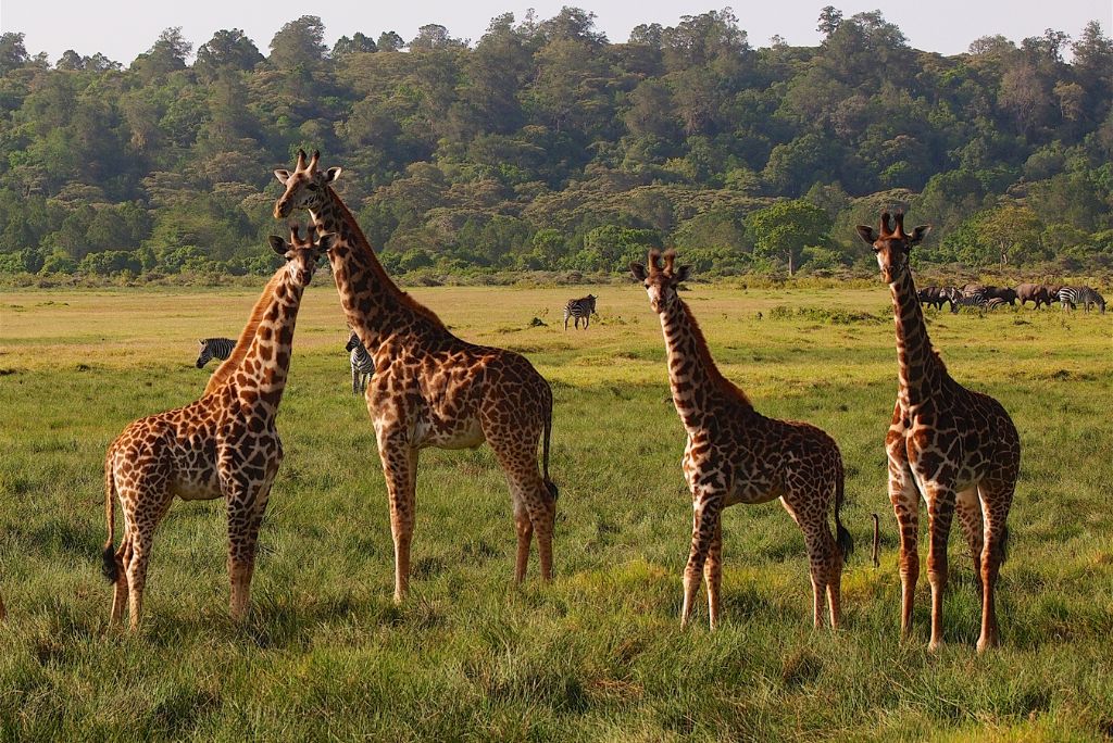 Arusha National Park Safari In Tanzania