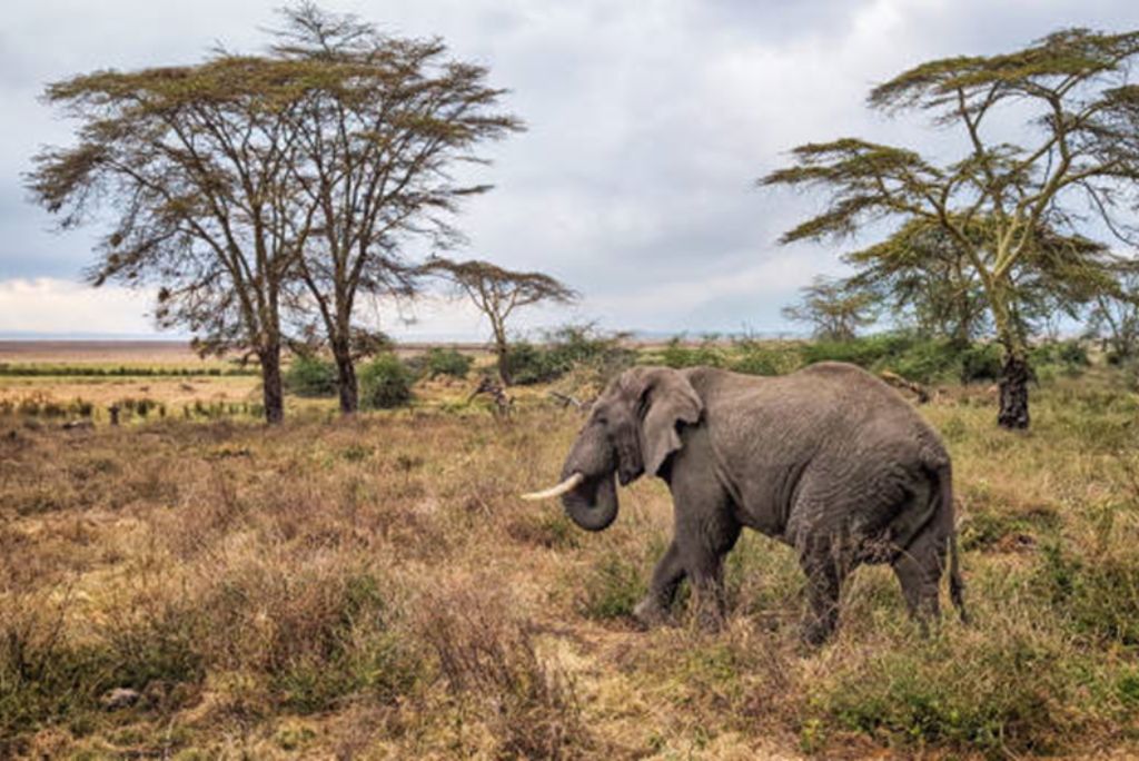 Tanzania Safari Experience