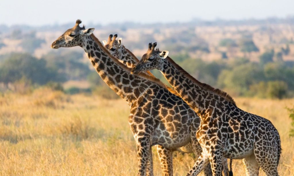 Best Time to Visit Tanzania