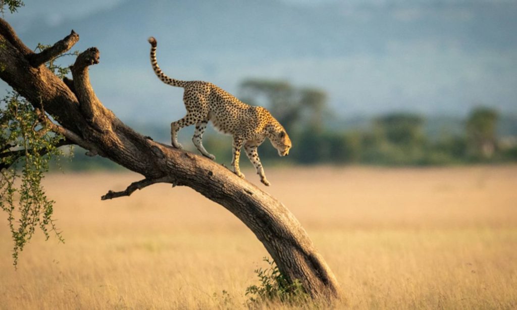 Big Cats in Serengeti