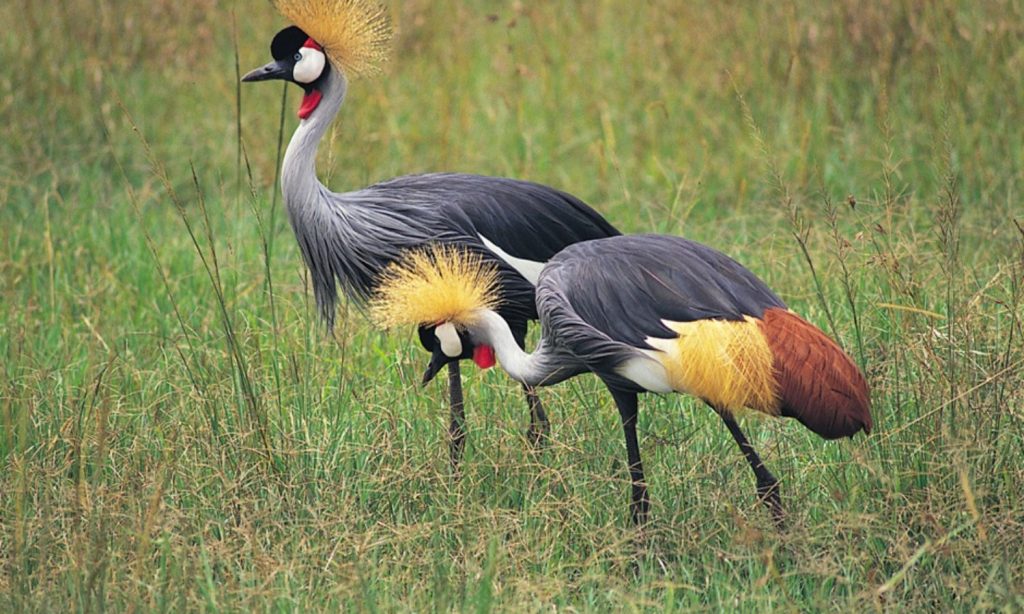 Birdwatching Paradise in Tanzania