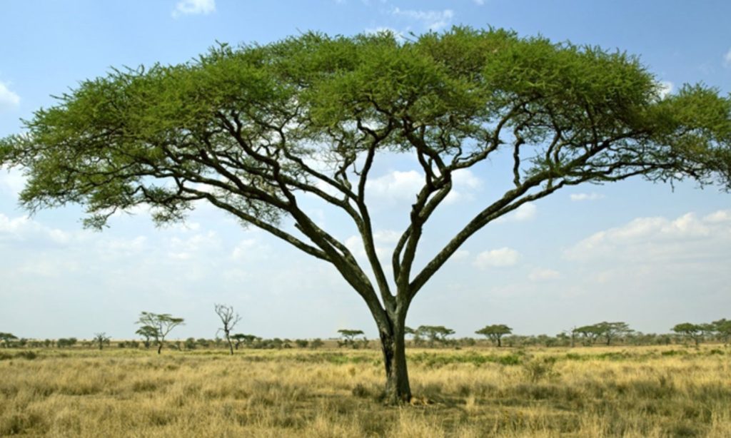 Commiphora trees 