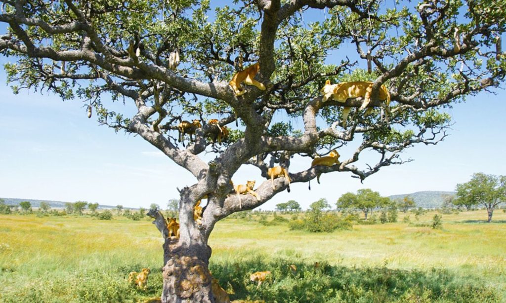 Fig Trees in Serengeti