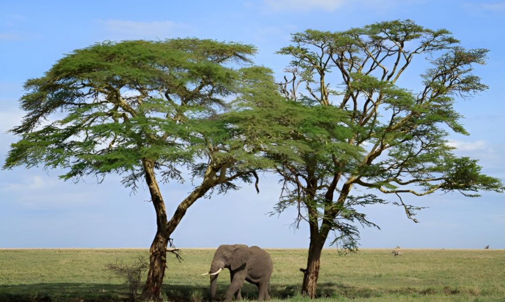 Trees in Serengeti National Park