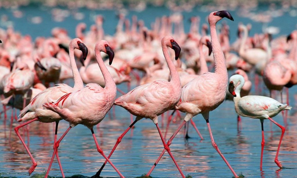 Flamingo in Lake Natron