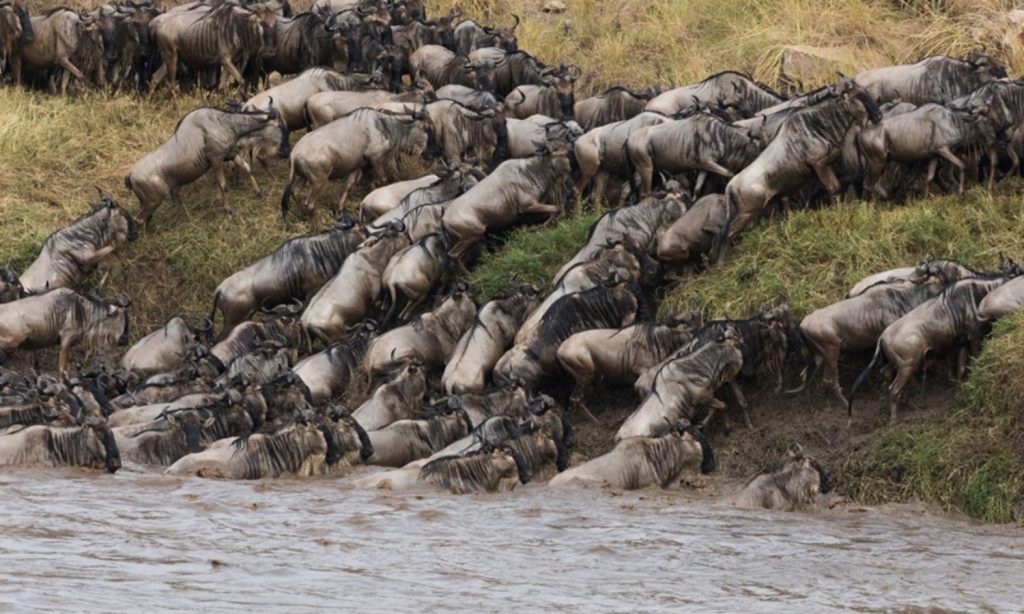 Serengeti Great Migration 