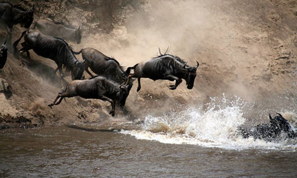 Great Wildebeest Migration