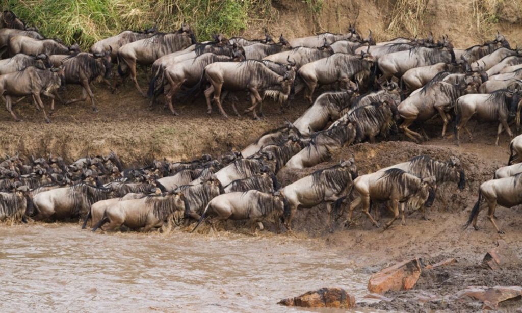 Great Wildebeest Migration