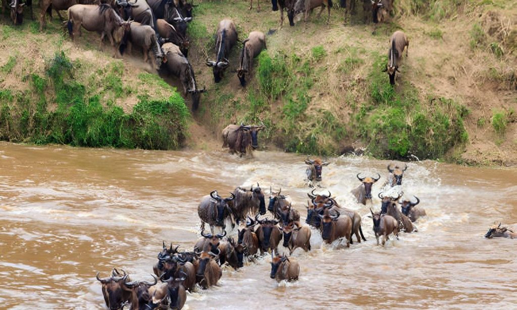 Great Wildebeest Migration