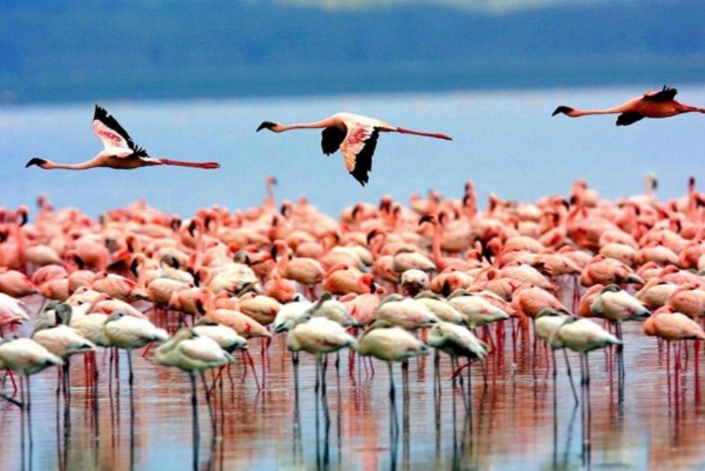 Lake Manyara National Park