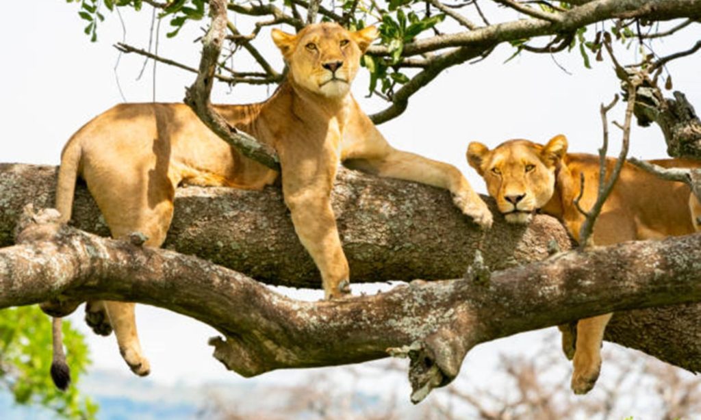 Lake Manyara Tree Climbing Lions