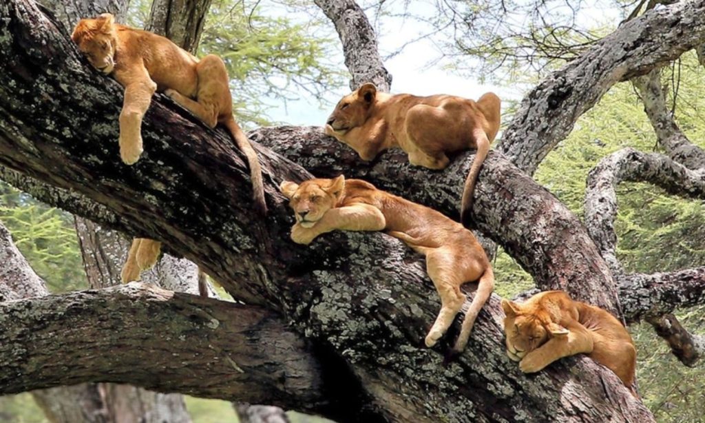 Lake Manyara’s Tree Climbing Lions