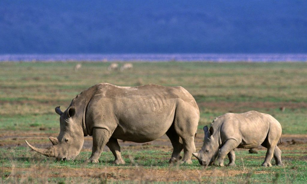 Ngorongoro Crater Wilds