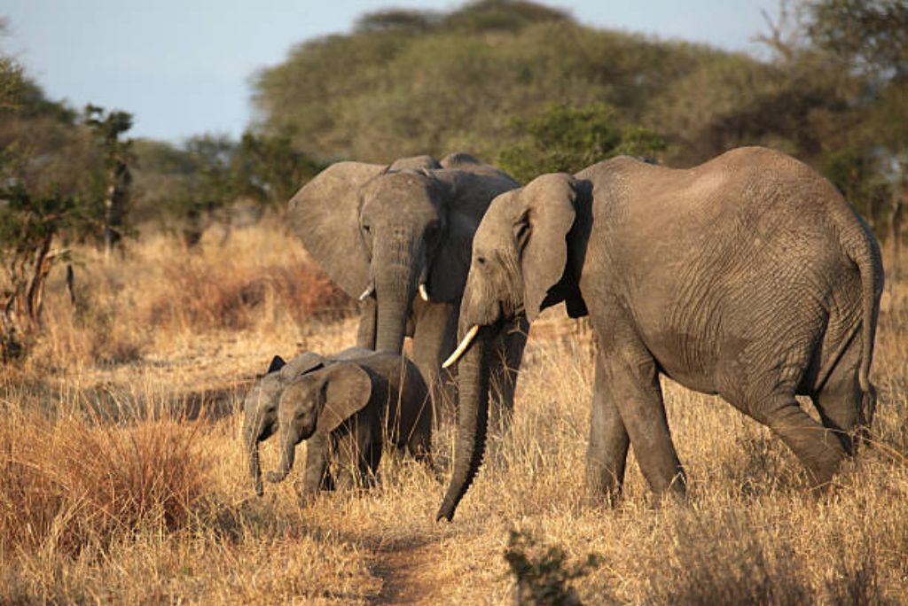 Safari In Tanzania