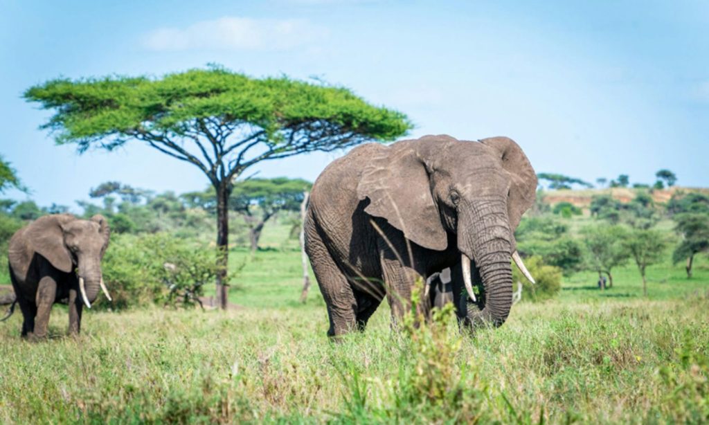 Safari Tour in Tanzania