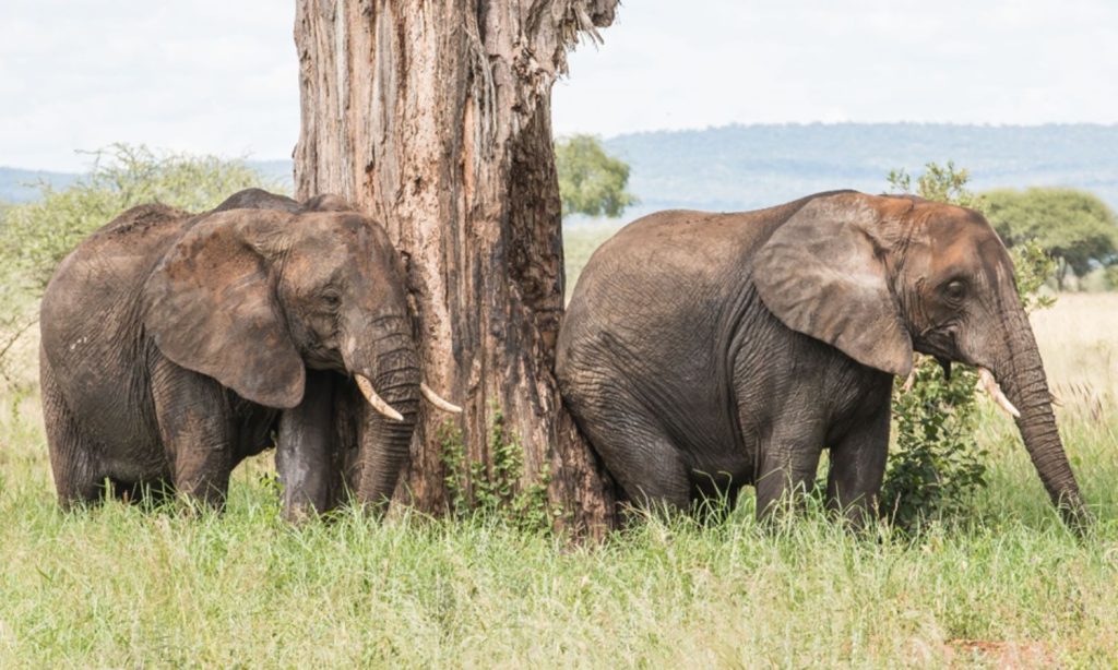 Safari Tour in Tanzania