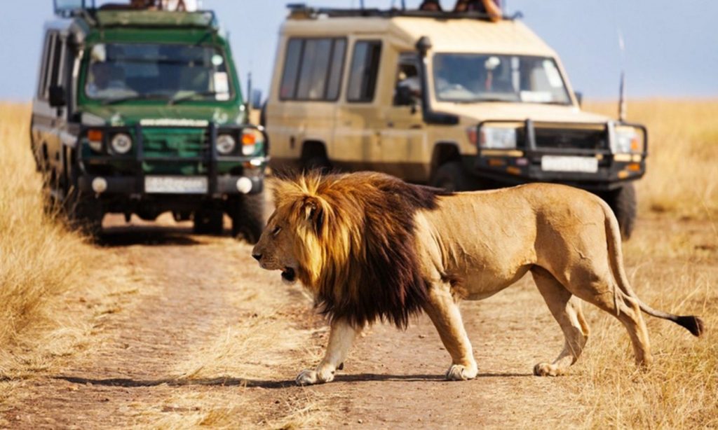 Safari tours in tanzania