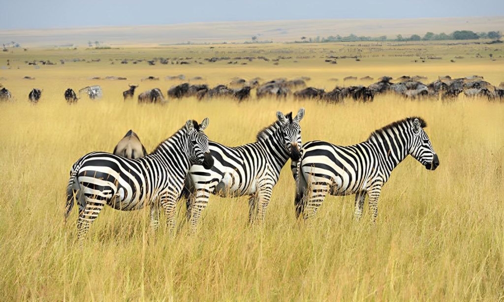 Safari in Tanzania