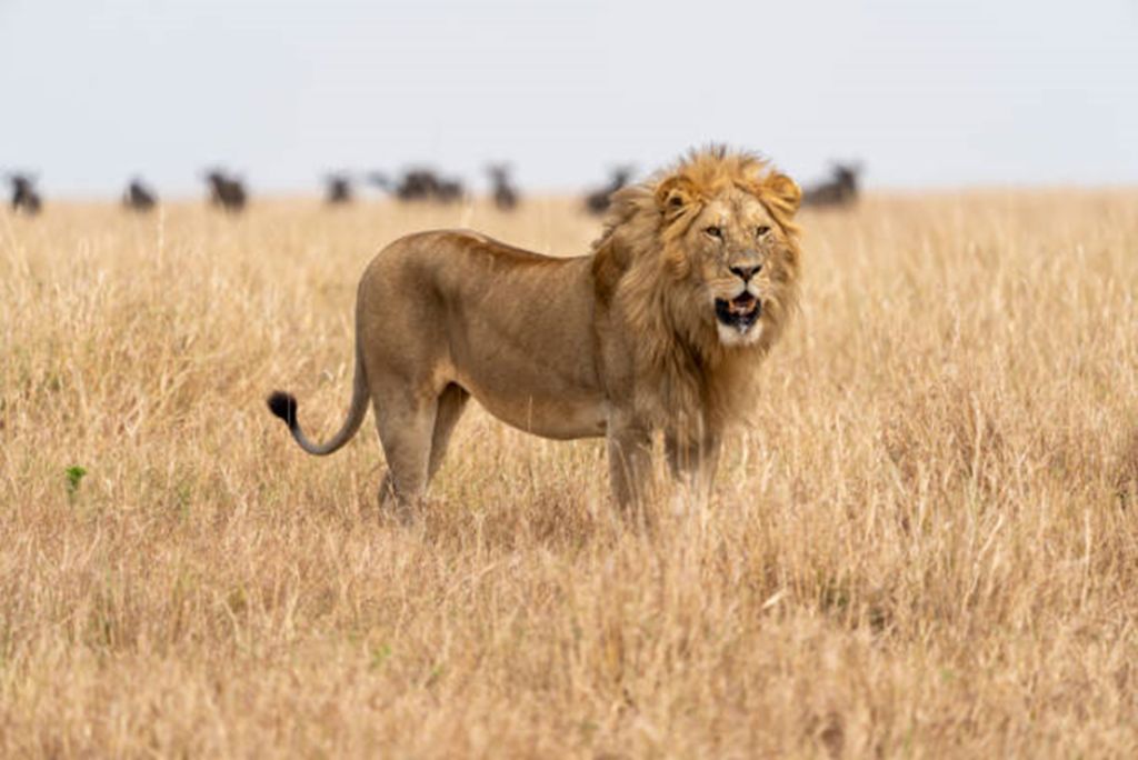 Serengeti Safaris