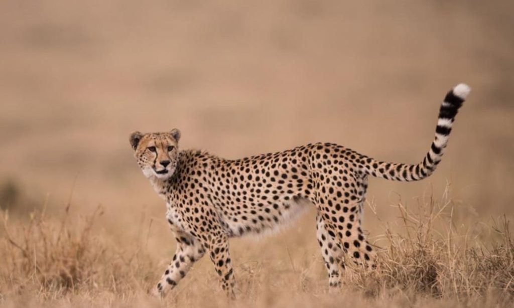 Serengeti Animals