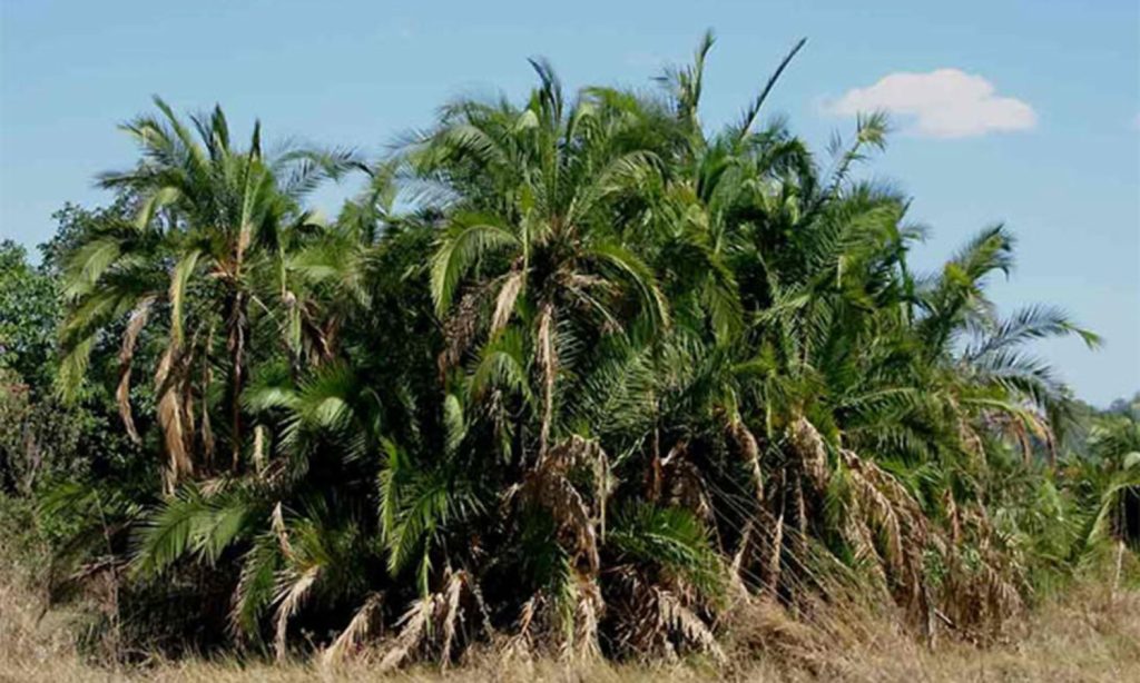 Wild Date Palm trees