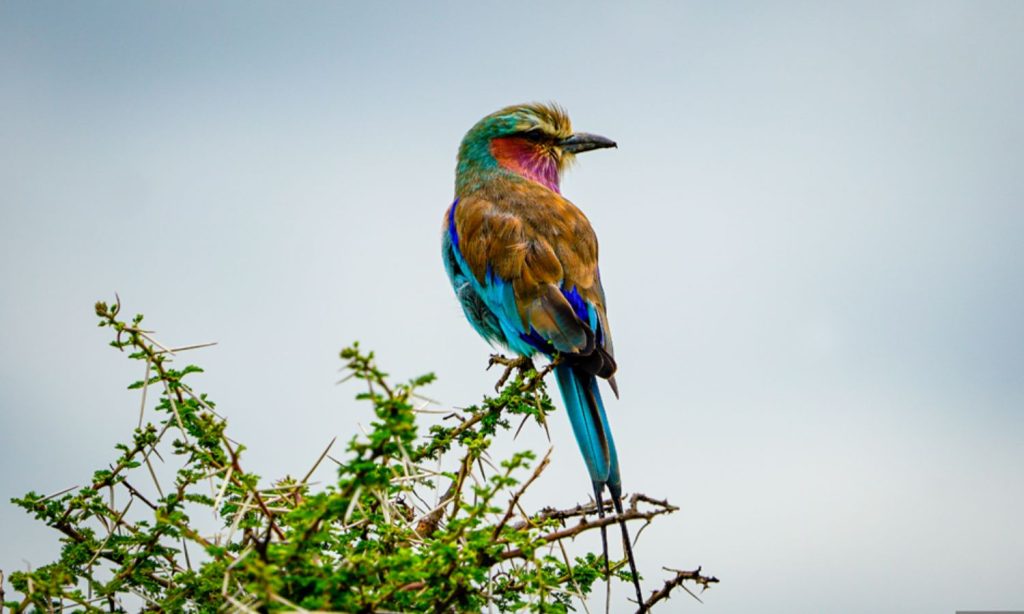 Tarangire Bird Safari