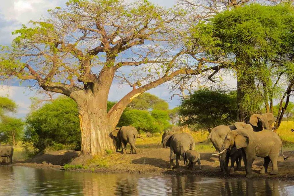 Tarangire National Park