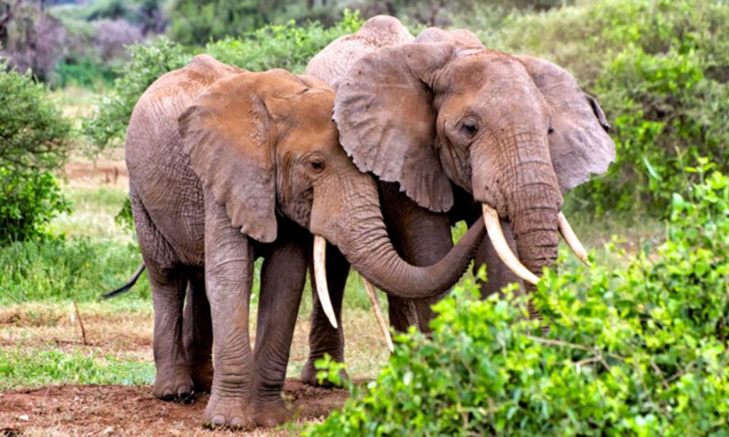 Tarangire National Park Wilds