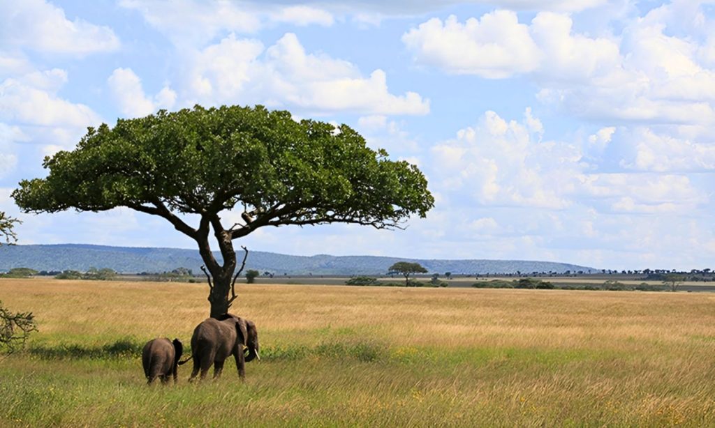 Umbrella trees 