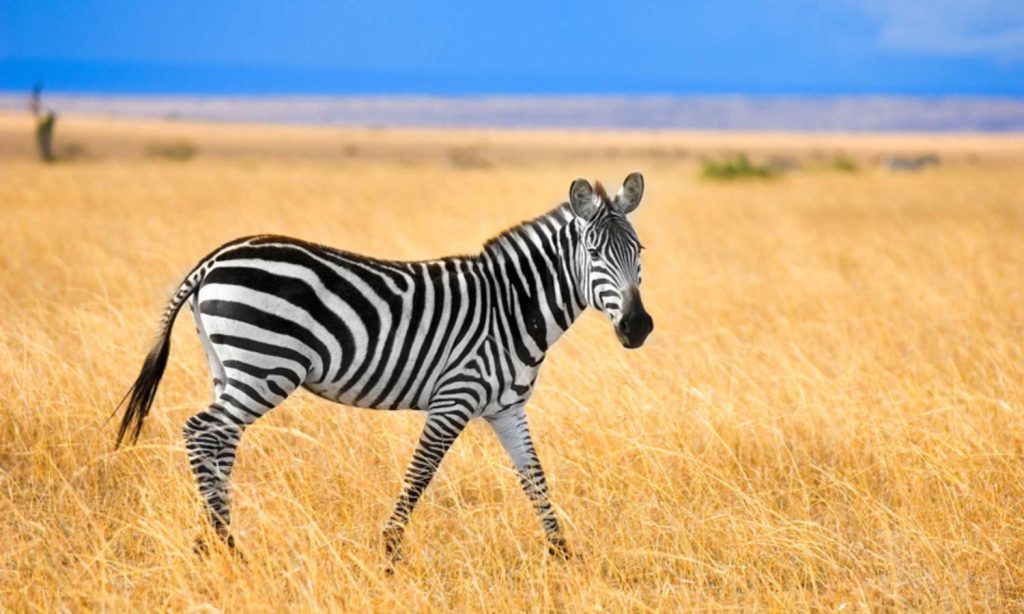 Dry Season In Tanzania