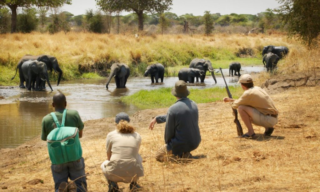 Walking Safari in Selous Game Reserve