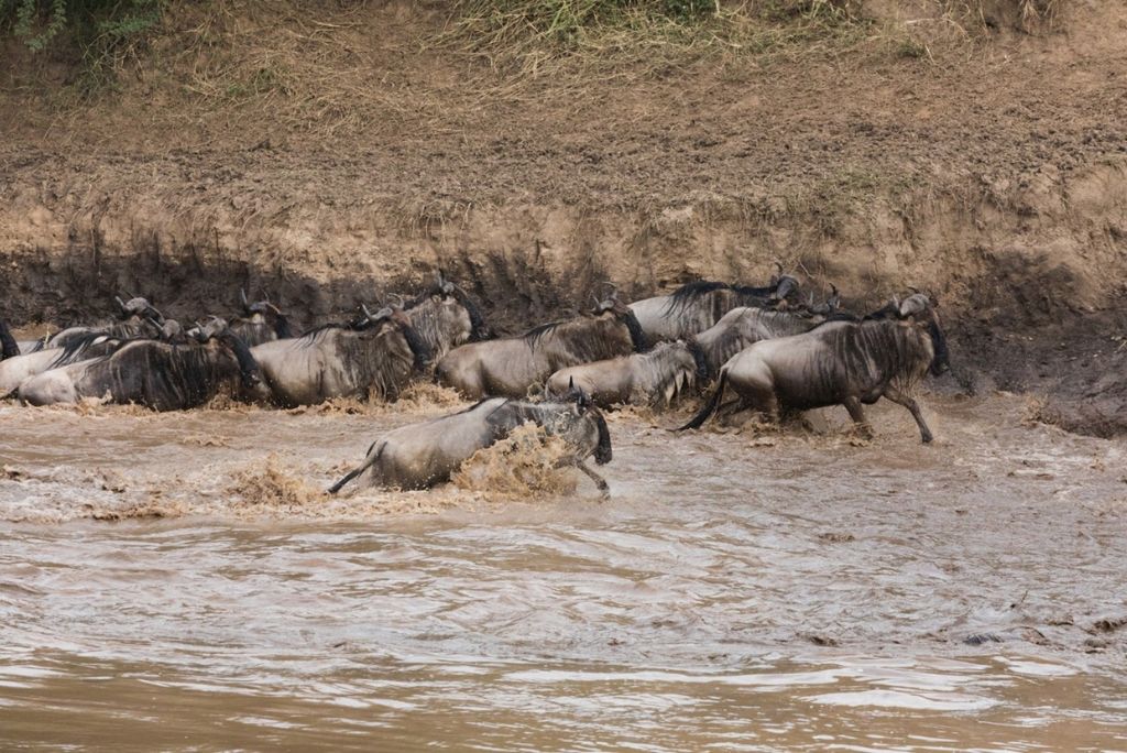 Wildebeest Migration Safari