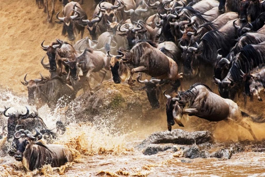 greate wildebeest migration