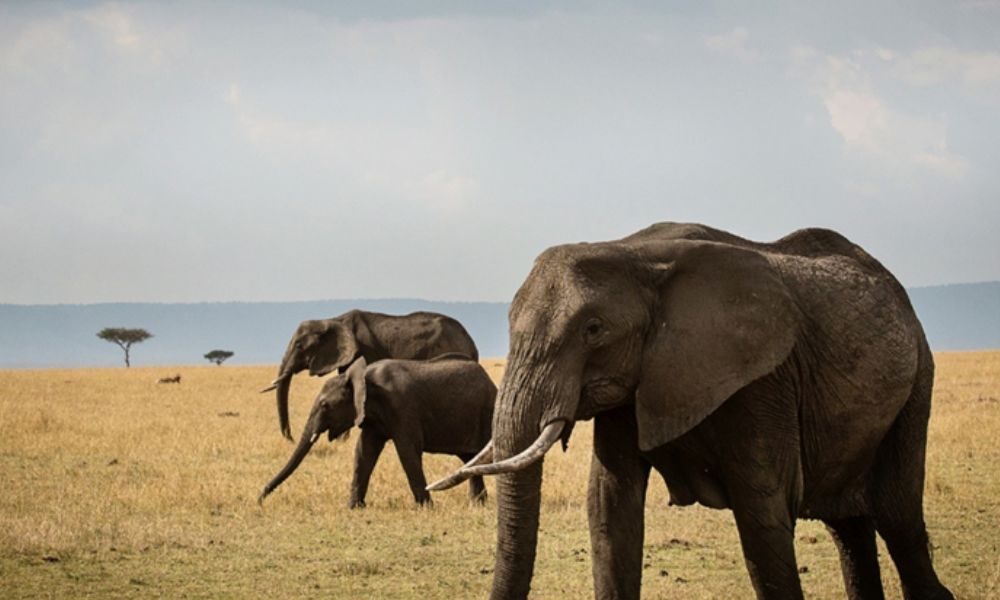 Planning Your Big Five Safari in Tanzania – What You Need to Know Before You Go