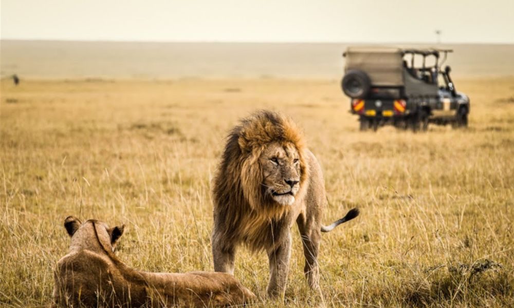 Top Unique Wildlife Experiences on a Tanzania Safari