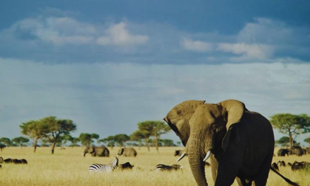 How Much Does a Safari in Tanzania Really Cost?