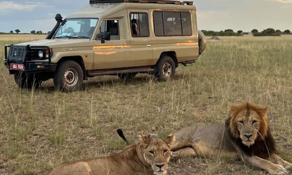 How Much Should You Budget for a Safari in Tanzania?