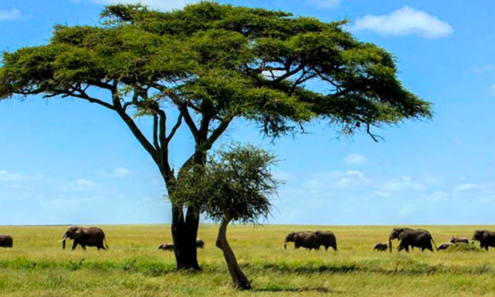 A Guide to the Most Common Trees in Serengeti National Park in 2025