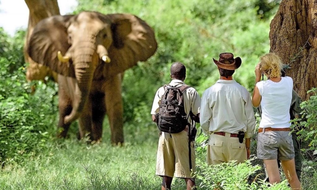 Private Guided Safari in Tanzania