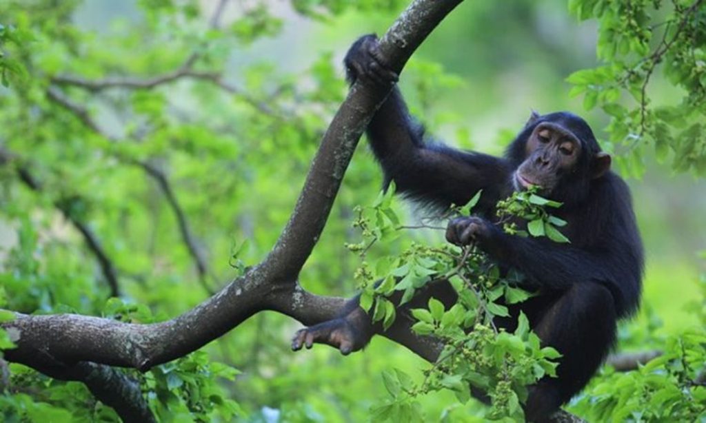 Chimpanzees in Mahale Mountains