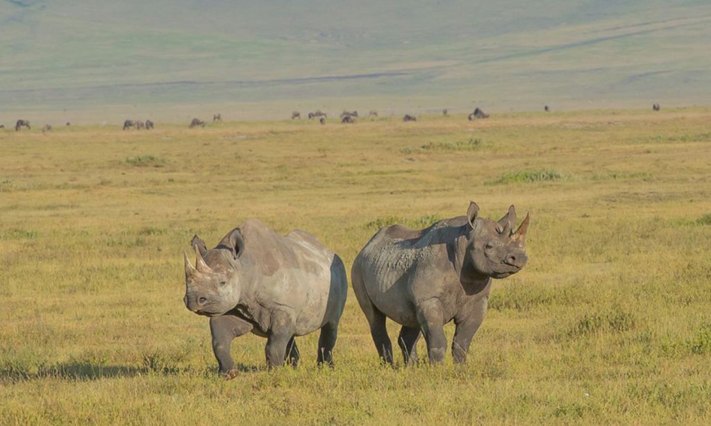 Ngorongoro Crater Wildlife