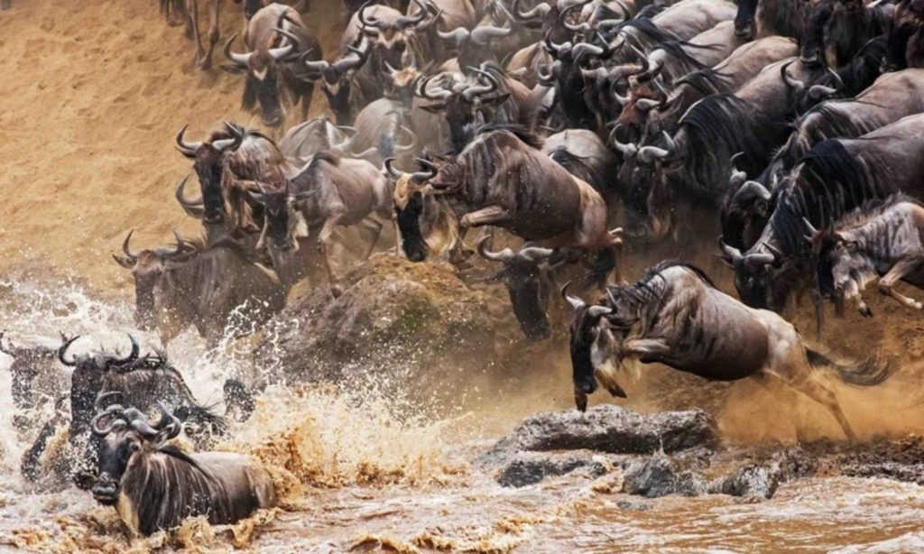 Wildebeest Migration Serengeti