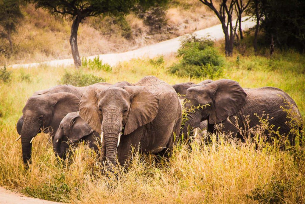 Best Time to Visit Tanzania – Unlocking the Perfect Safari and Adventure Experience