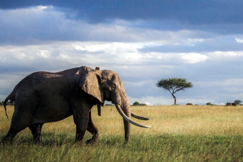 What Is the Best Time to Visit Tanzania for Safari Wildlife Viewing?