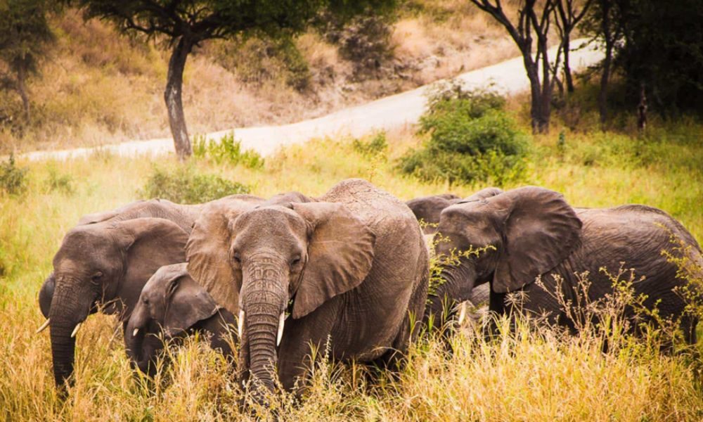 Best Time to Visit Tanzania – Unlocking the Perfect Safari and Adventure Experience