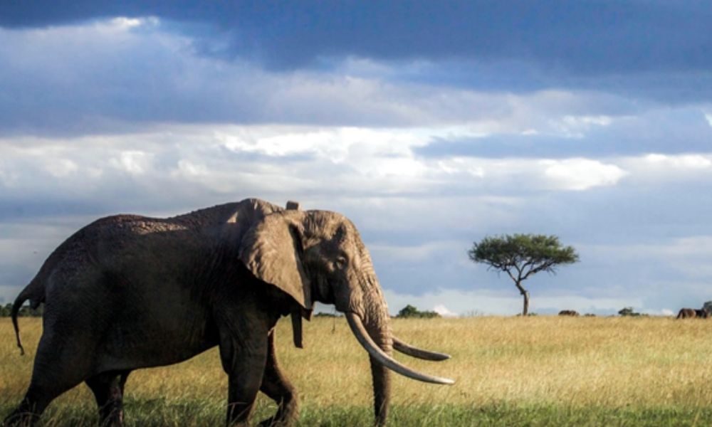 What Is the Best Time to Visit Tanzania for Safari Wildlife Viewing?
