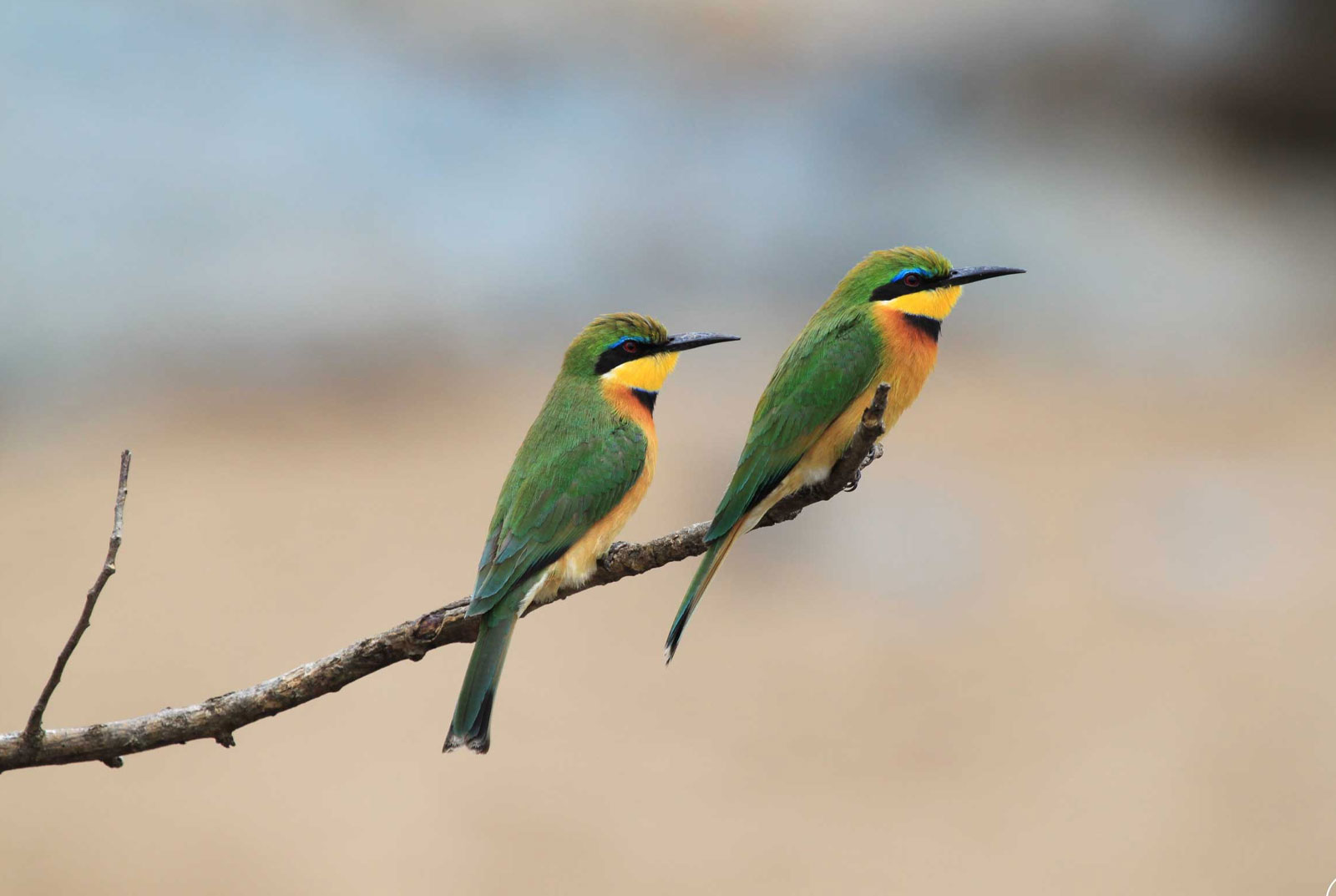 10 Days Tanzania Bird Watching Tour