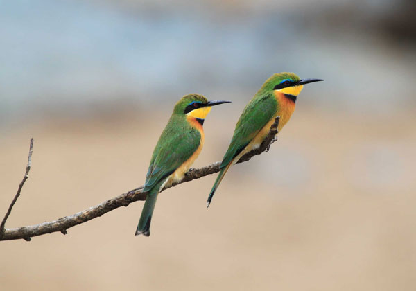 10 Days Tanzania Bird Watching Tour