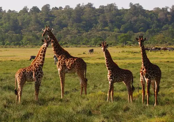 10 Days Tanzania Safari