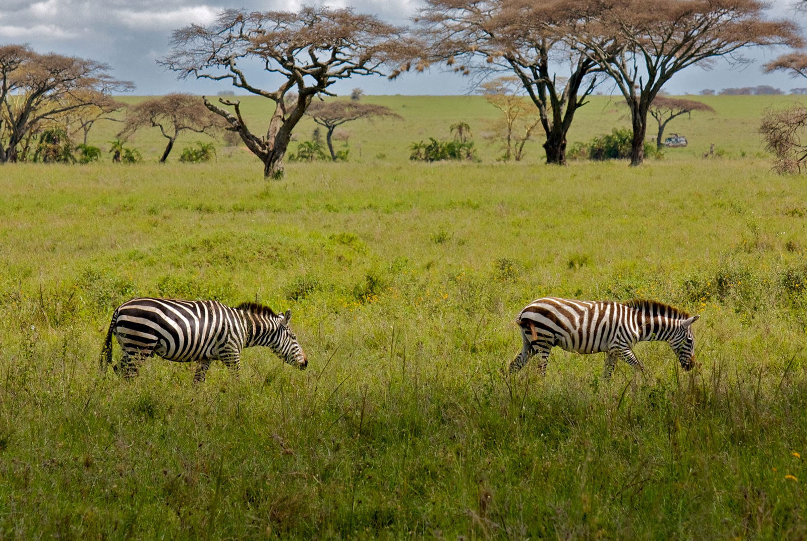 10 Days Tanzania Wildlife Safari